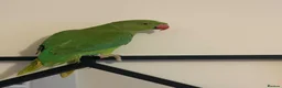 Ringnecks birds for sale: Indian Ringneck Parrot - Advert 1