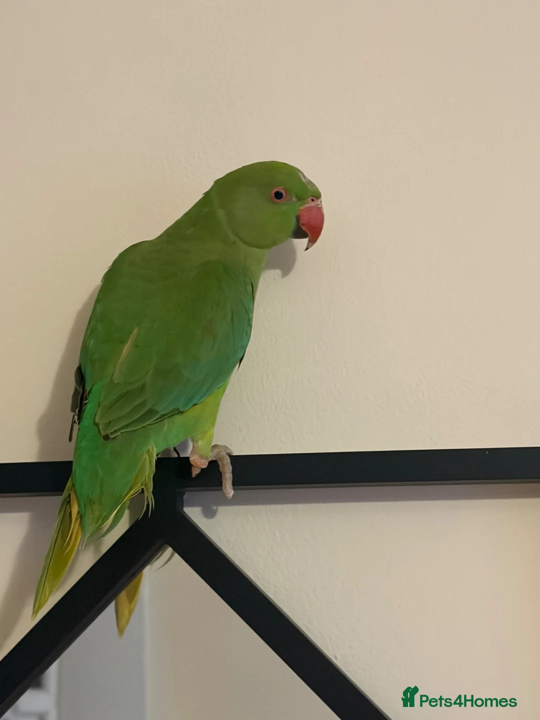 Ringnecks birds for sale: Indian Ringneck Parrot - Advert 1