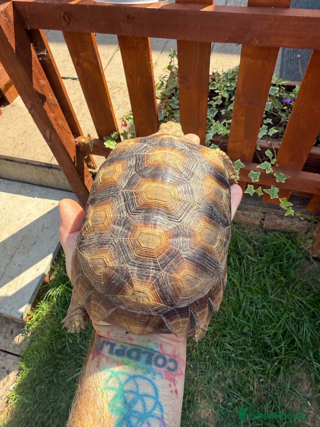 Tortoise reptiles for sale: Sulcata Tortoise 2 year old Female?  - Image 4