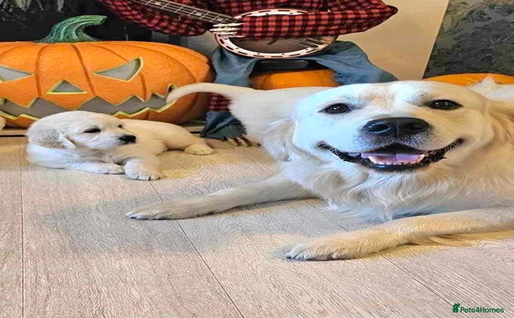 Golden Retriever dogs in Doncaster - Advert 16