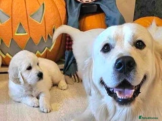 Golden Retriever dogs in Doncaster - Advert 4