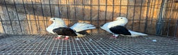 Pigeons birds for sale: TAGANROG FANCY TUMBLERS FOR SALE - Advert 3