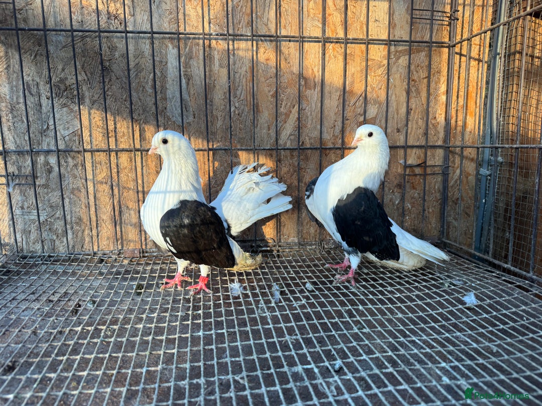 Pigeons birds for sale: TAGANROG FANCY TUMBLERS FOR SALE - Advert 3