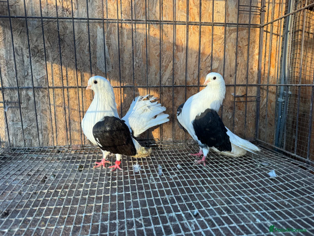 Pigeons birds for sale: TAGANROG FANCY TUMBLERS FOR SALE - Advert 3