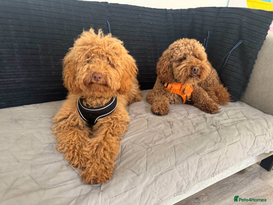 Cockapoo dogs for sale: Stunning RED COCKERPOO - Image 3