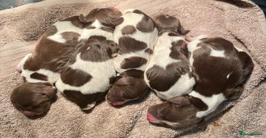 English Springer Spaniel dogs - Advert 3