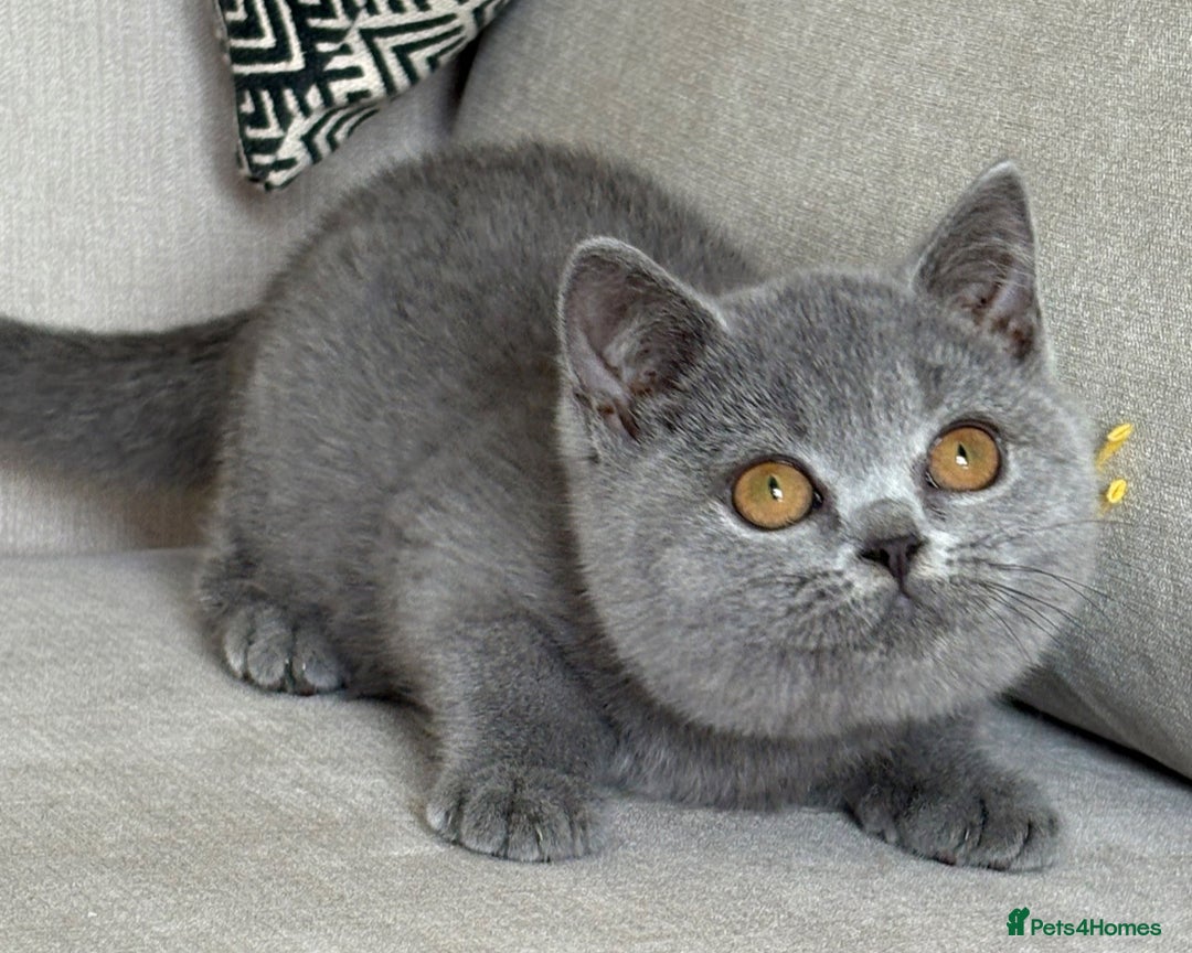 British Shorthair cats for sale: Beautiful kittens  - Image 15