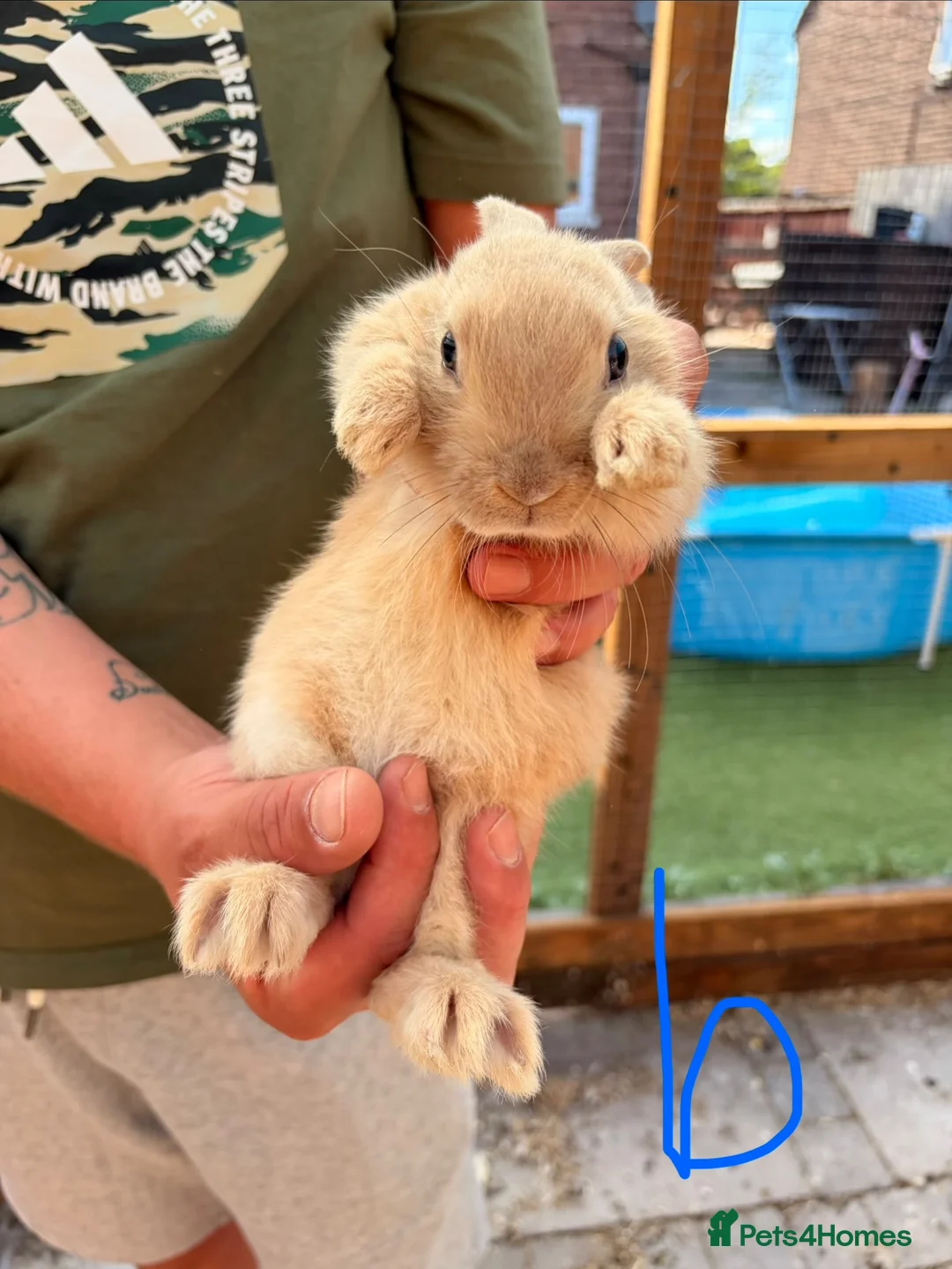 Mixed Breed rabbits for sale: Dutch x Lop rabbit kits for sale in Newcastle - Advert 1