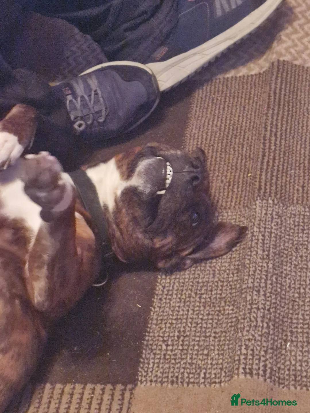 Mixed Breed dogs for adoption: Staffy×Rotty forever home needed in Spalding - Advert 8