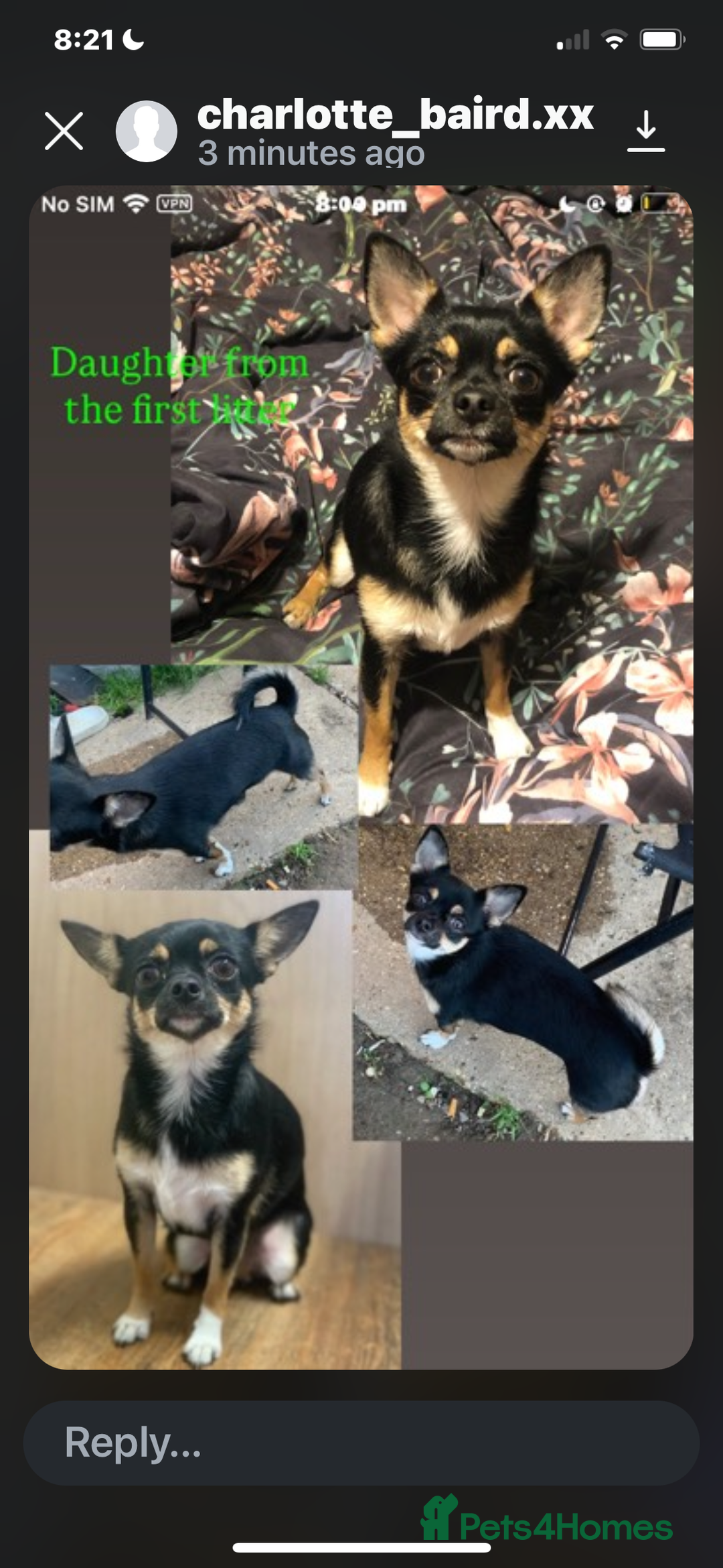 Pomchi dogs for sale: 🐾MALE POMCHI PUPPIES🐾 - Advert 2