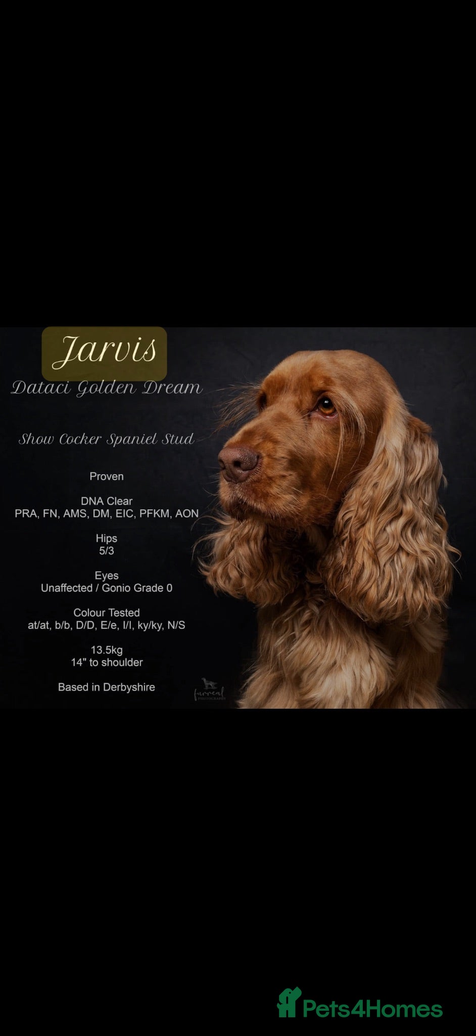 Cocker Spaniel dogs KC registered show cocker spaniel pups  - Advert 2
