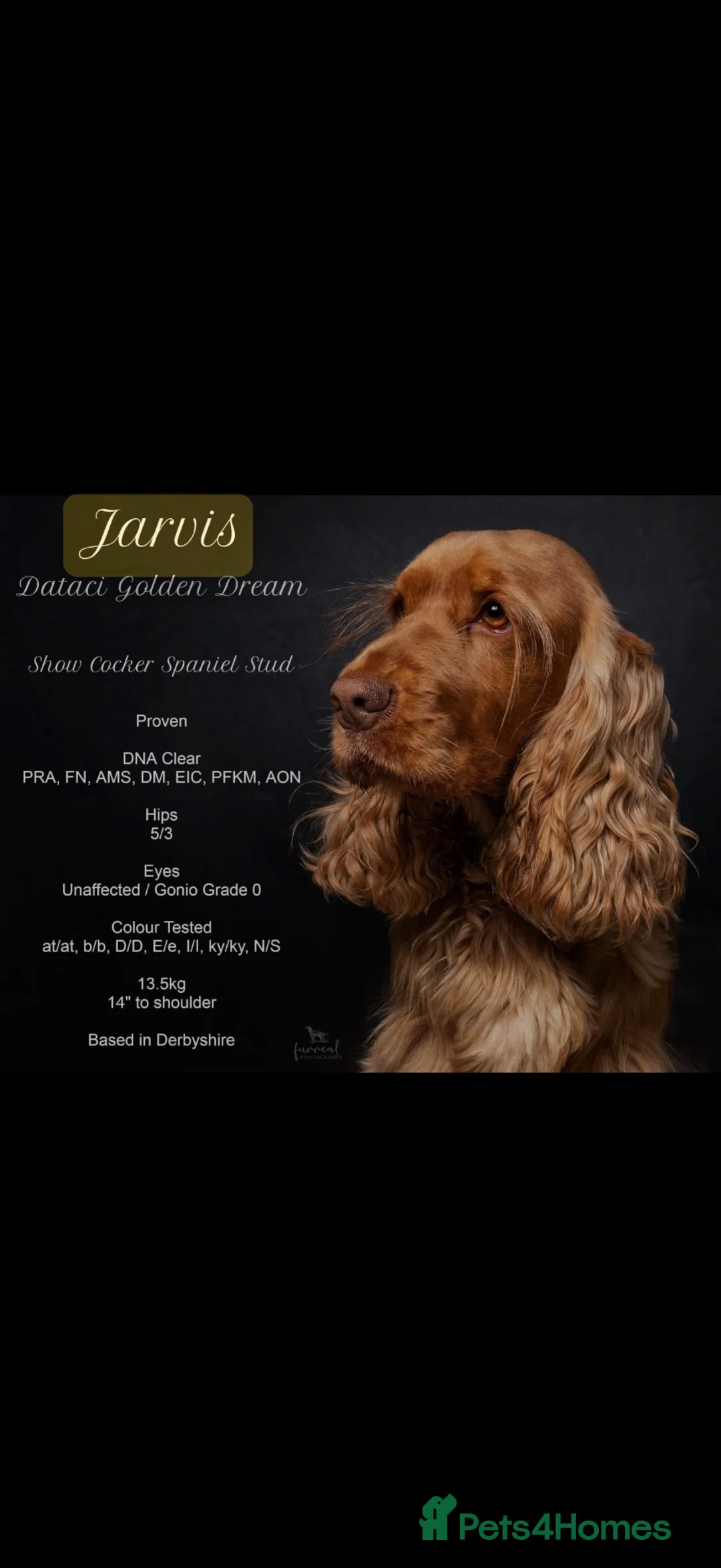 Cocker Spaniel dogs for sale: KC registered show cocker spaniel pups  - Advert 2