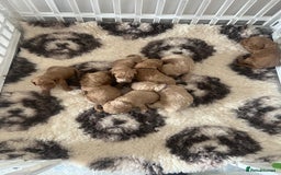 Cavapoo dogs for sale: ⭐️F1B COCKAPOO PUPS⭐️ - Image 3