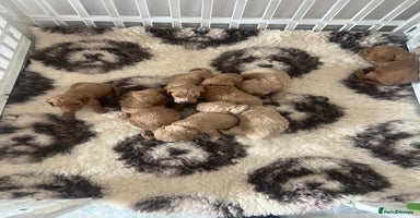 Cavapoo dogs - Advert 2
