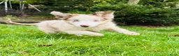 Border Collie dogs for sale: Kennel Club Reg Border Collie Puppies For Sale - Advert 1