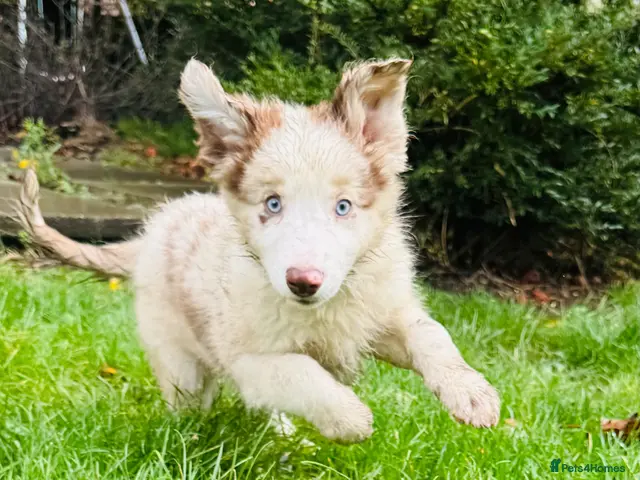 Border Collie dogs for sale: Kennel Club Reg Border Collie Puppies For Sale - Advert 2