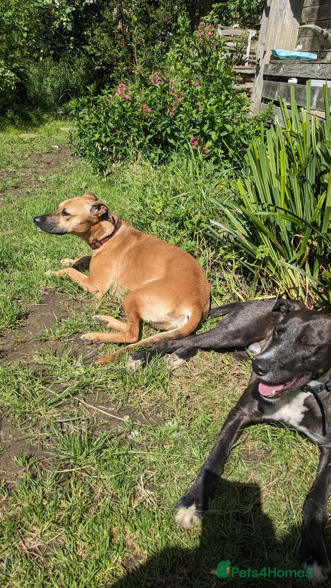 Mixed Breed dogs for sale: Kobe and Nelly  - Advert 5
