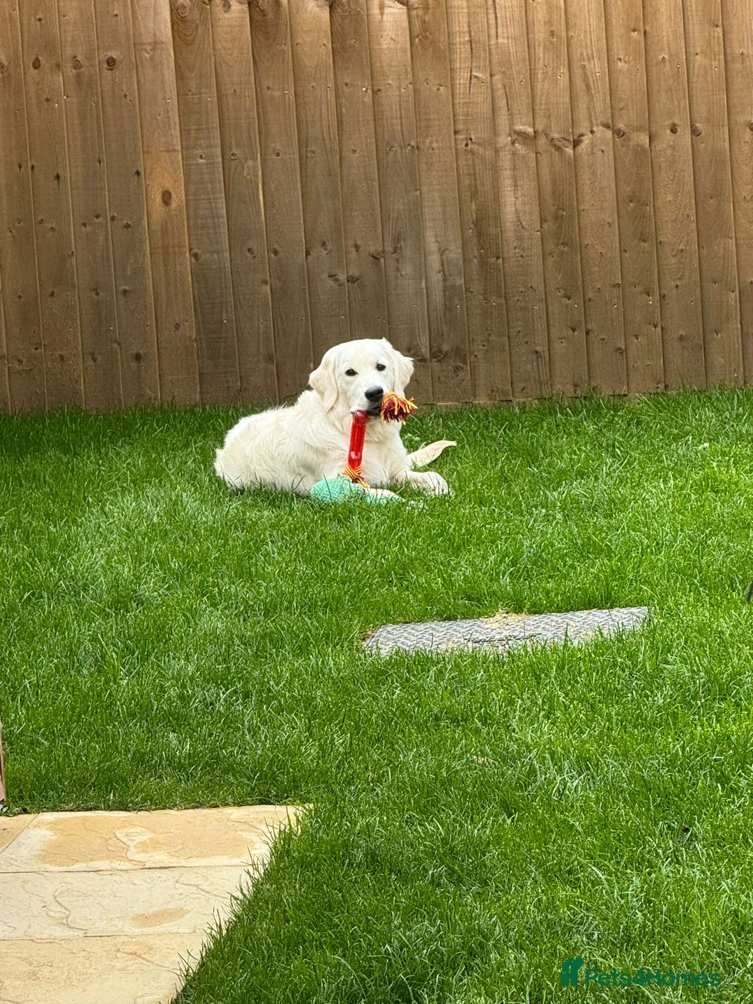 Golden Retriever dogs for sale: Golden Retriever  - Advert 8