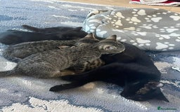 Mixed Breed cats for sale: Black male - Image 6
