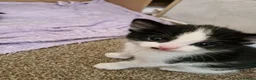 Mixed Breed cats for sale: Black and white kitten x2 and 1 black - Advert 3