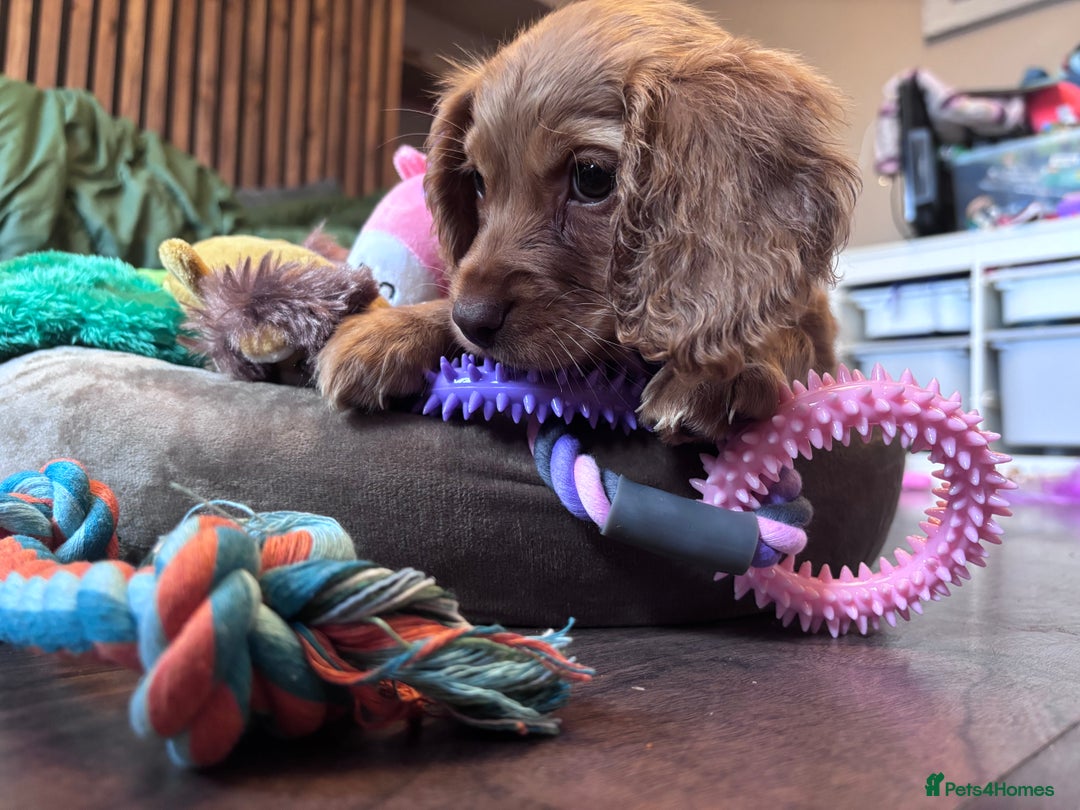 Cockapoo dogs for sale: Beautiful golden cockapoo - Advert 3