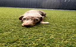 Miniature Dachshund dogs for sale: Miniature Dachshund (Bitch) - Image 8
