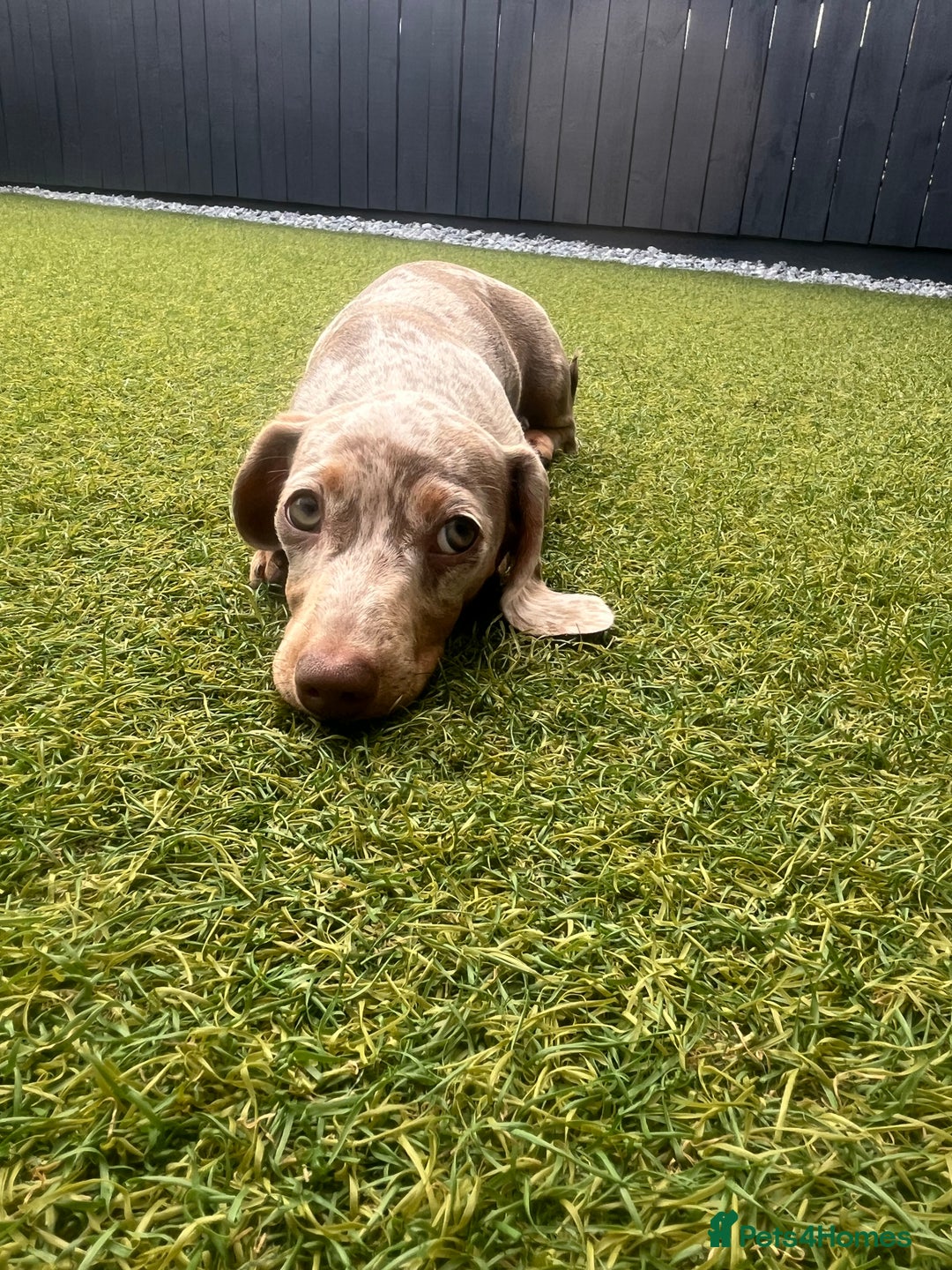 Miniature Dachshund dogs for sale: Miniature Dachshund (Bitch) - Image 8