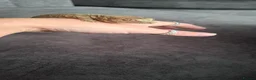 Gecko reptiles for sale: Chahoua gecco - Advert 2