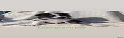 Siberian Husky dogs for sale: Stunning litter of Siberian husky puppies  - Advert 6