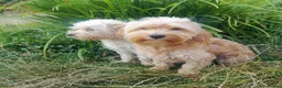 Maltese dogs for sale: Urgent mom and dad for sale  - Advert 3