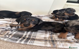 Mixed Breed dogs for sale: Dapple Shnoxy puppies for sale - Image 1