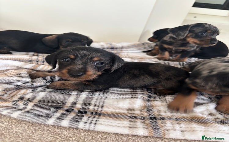 Mixed Breed dogs - Advert 8