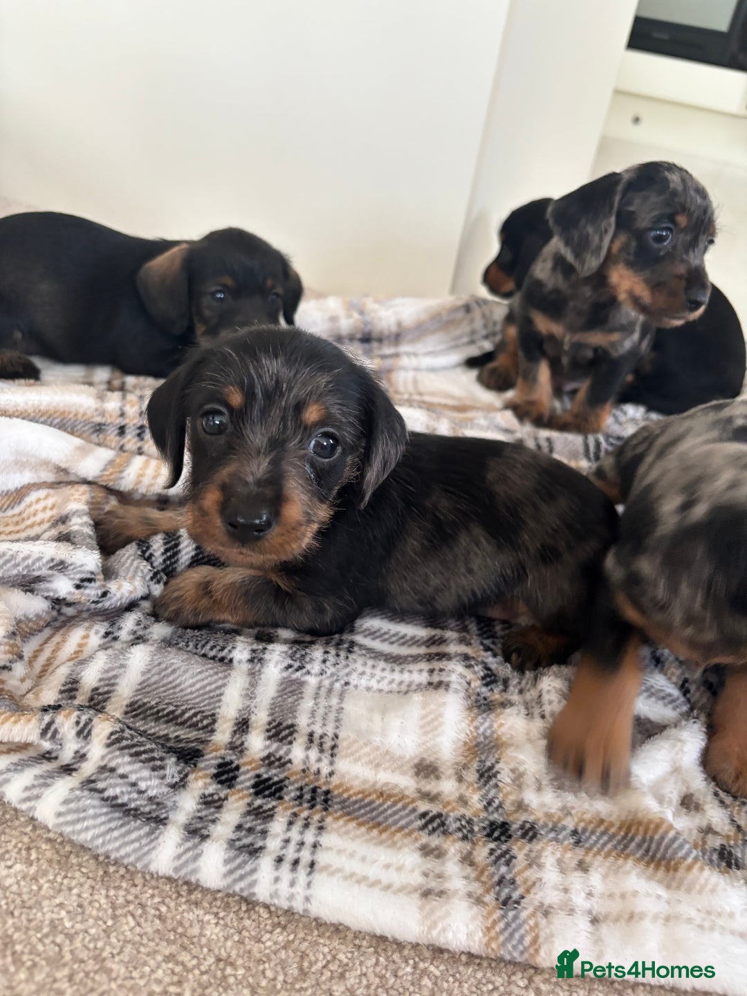 Mixed Breed dogs for sale: Dapple Shnoxy puppies for sale - Image 1