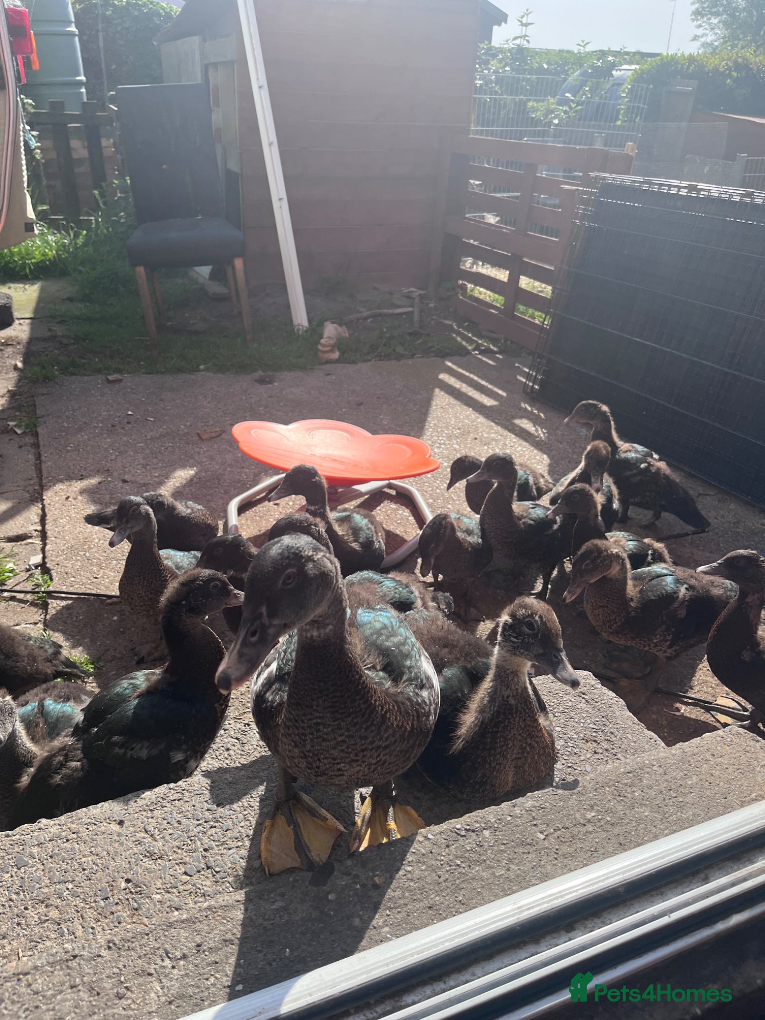 Ducks poultry for sale: Muscovy ducks  in Lincoln - Advert 2
