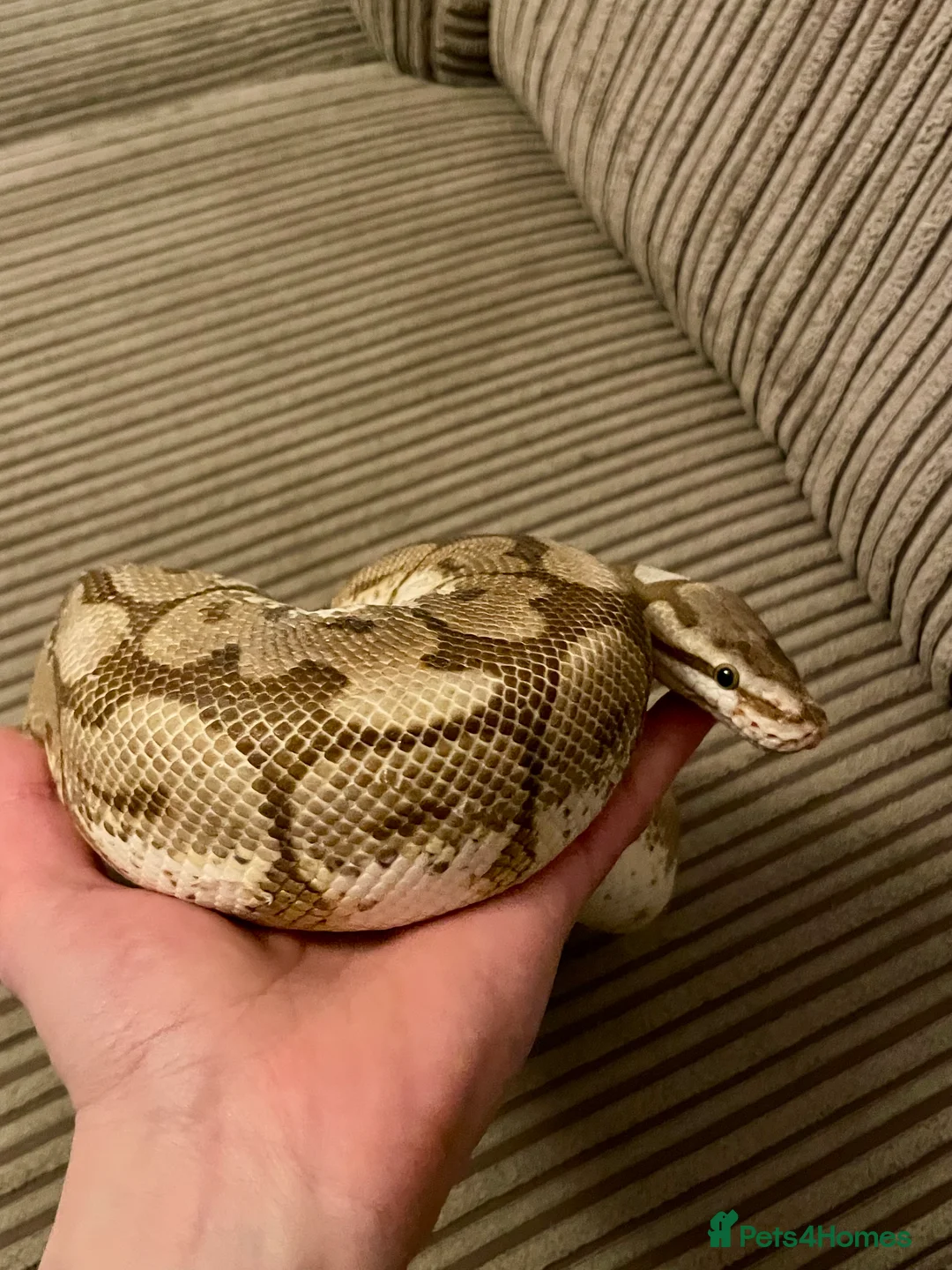 Python Snake reptiles for sale: Royal Python Collection Designer Morphs Females - Advert 4