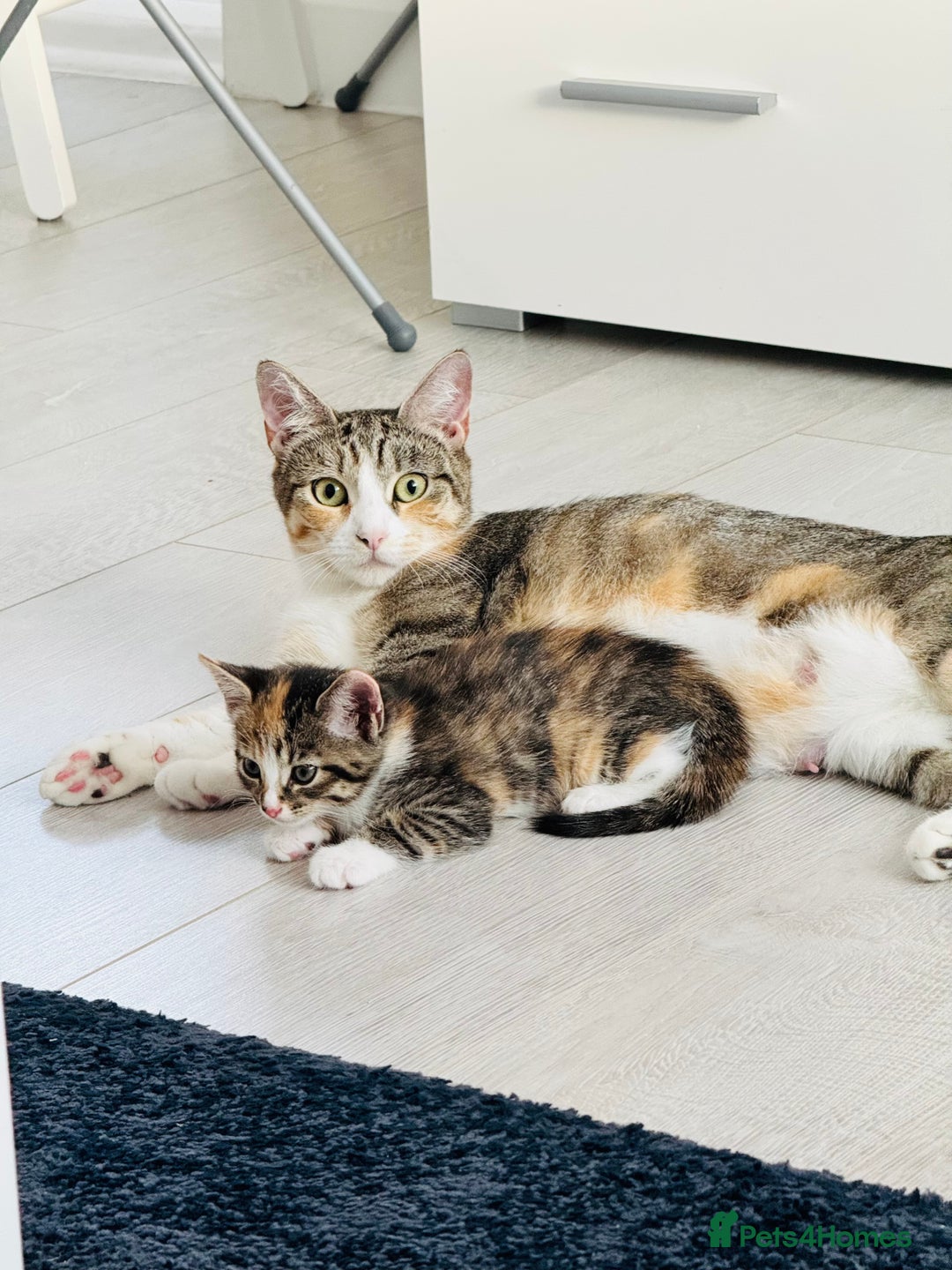 Mixed Breed cats for sale: Two adorable female kittens need a home  - Image 8