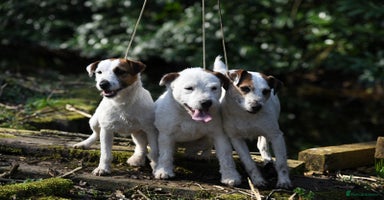 Jack Russell dogs - Advert 5