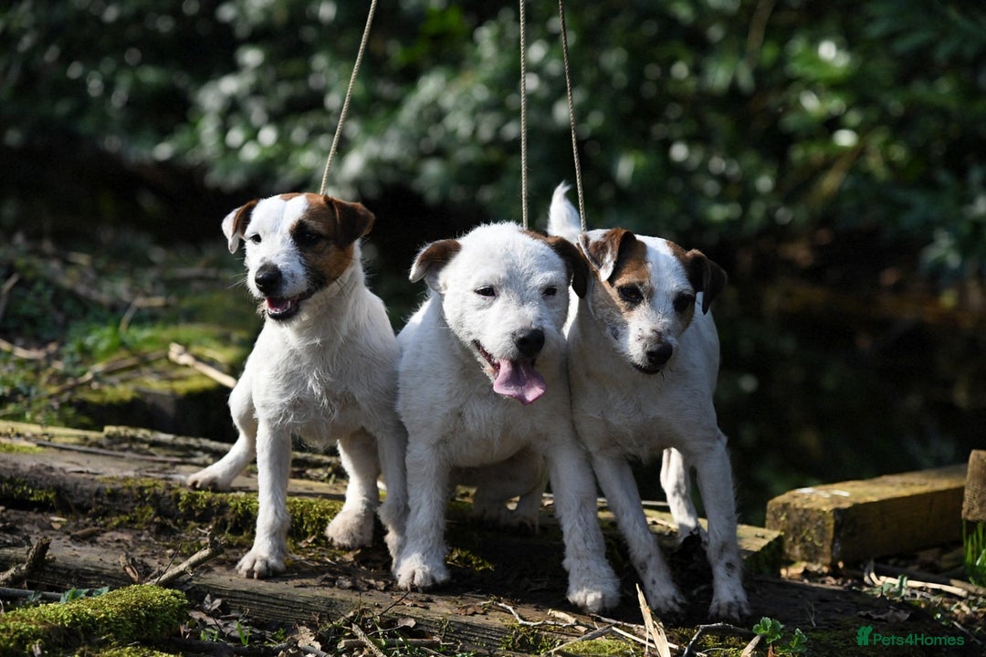 Jack Russell dogs for sale: Tremendous JRT puppies  - Image 3