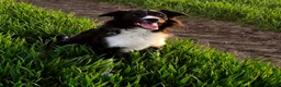 Border Collie dogs for sale: 19 Month old male Border Collie - Advert 3