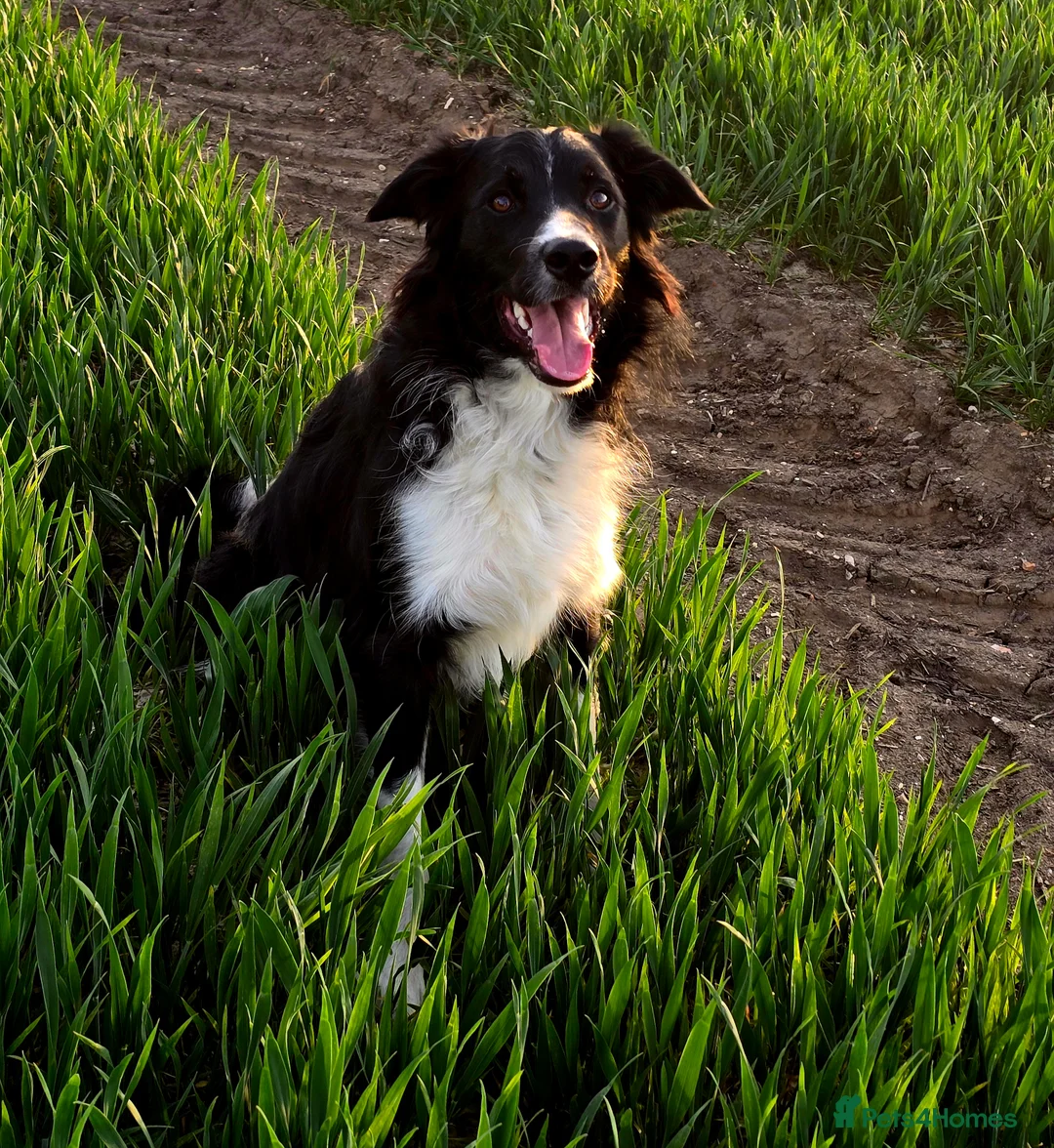 Border Collie dogs for sale: 19 Month old male Border Collie - Advert 3