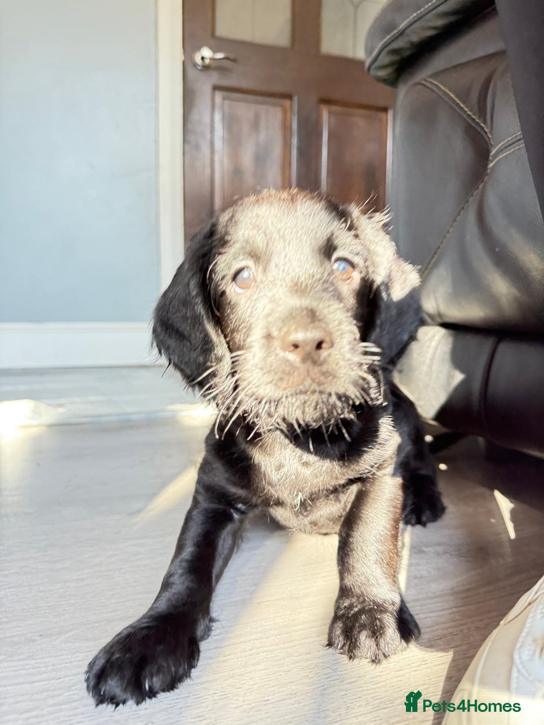 Mixed Breed dogs for sale: Labradoodle cross cockapoo puppy’s  - Image 6