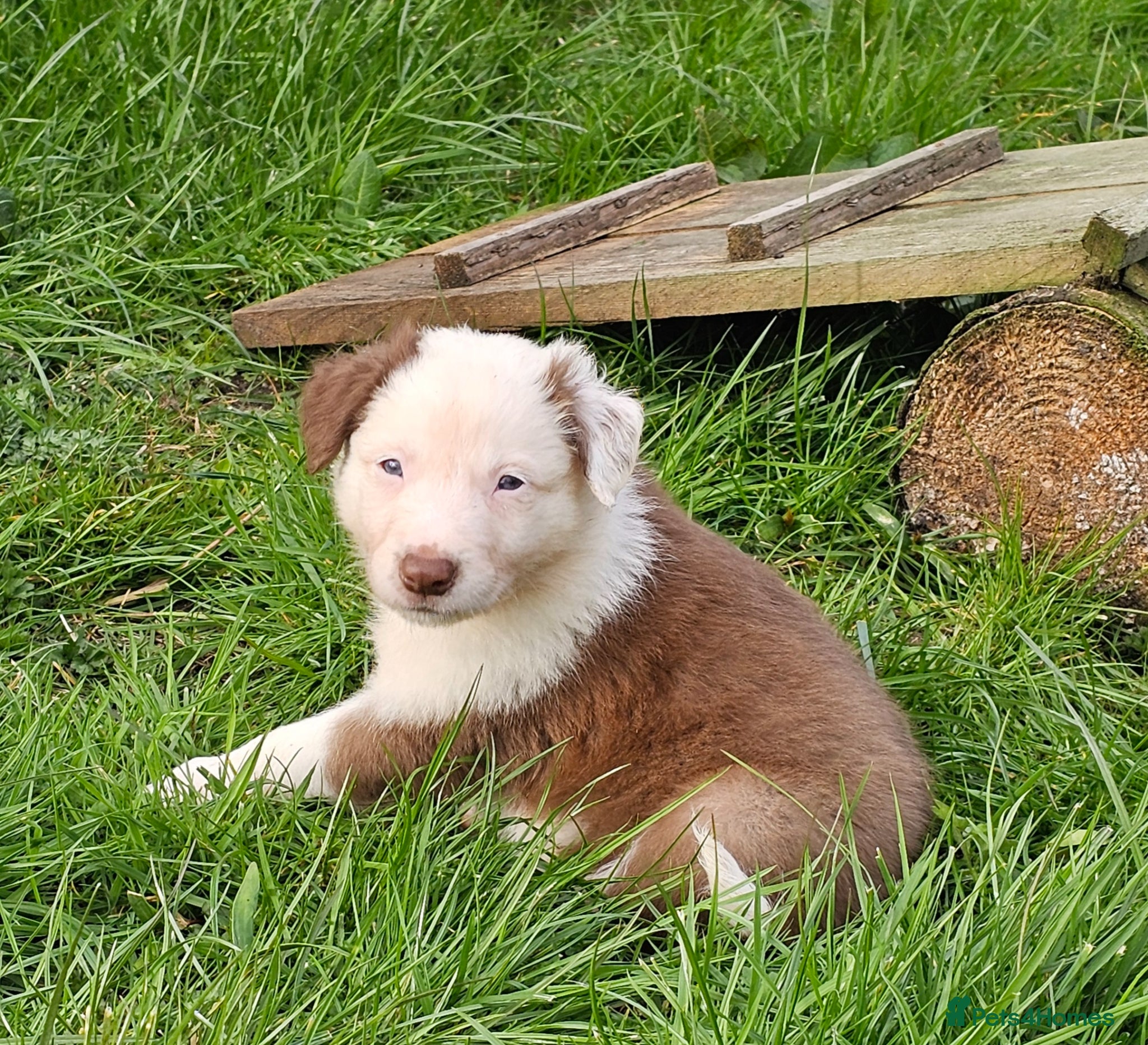 Border Collie dogs Red Merle and Red/white border collie pups - Advert 1