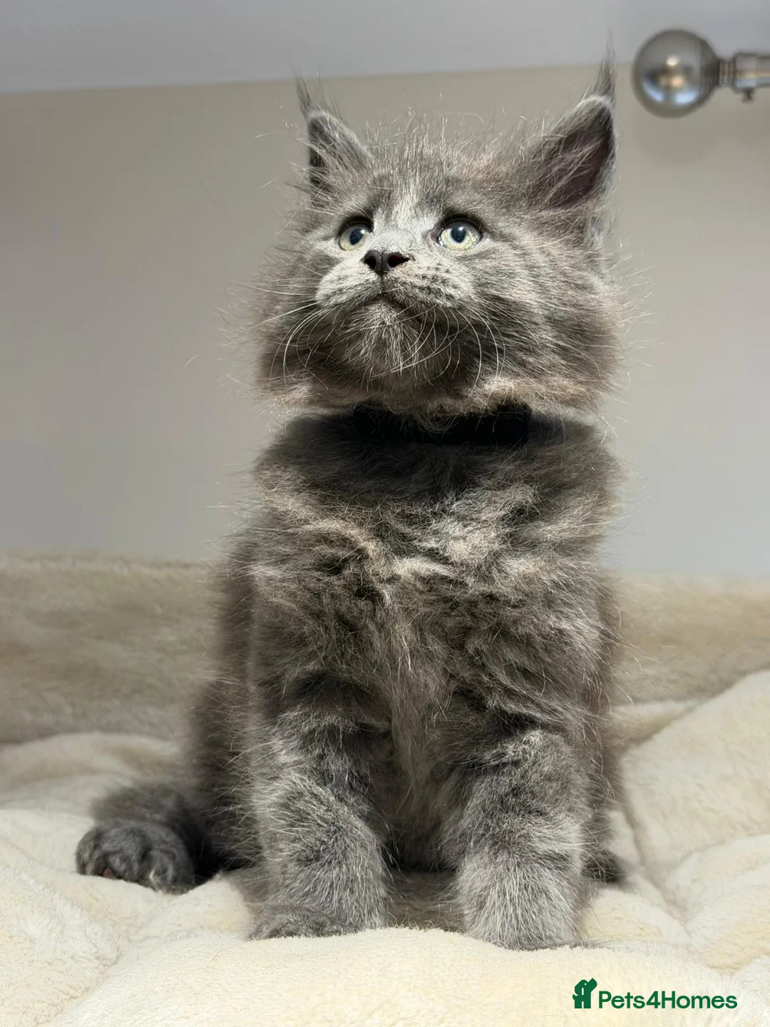 Maine Coon cats for sale: Beautiful TICA Registered Maine Coon Kittens Avail - Advert 2