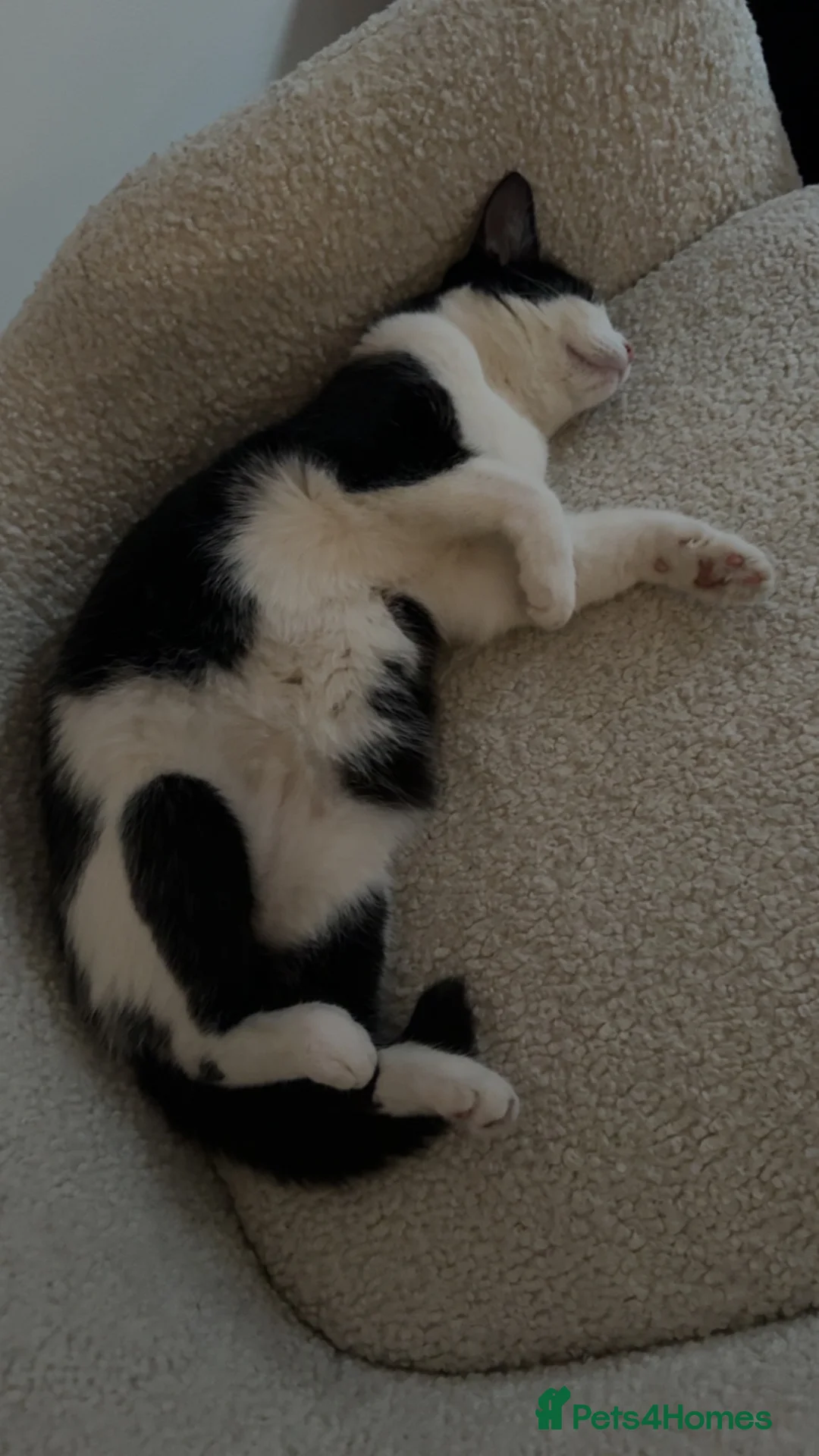 Mixed Breed cats for sale: Black & White Cat Looking for a Forever Home - Advert 4