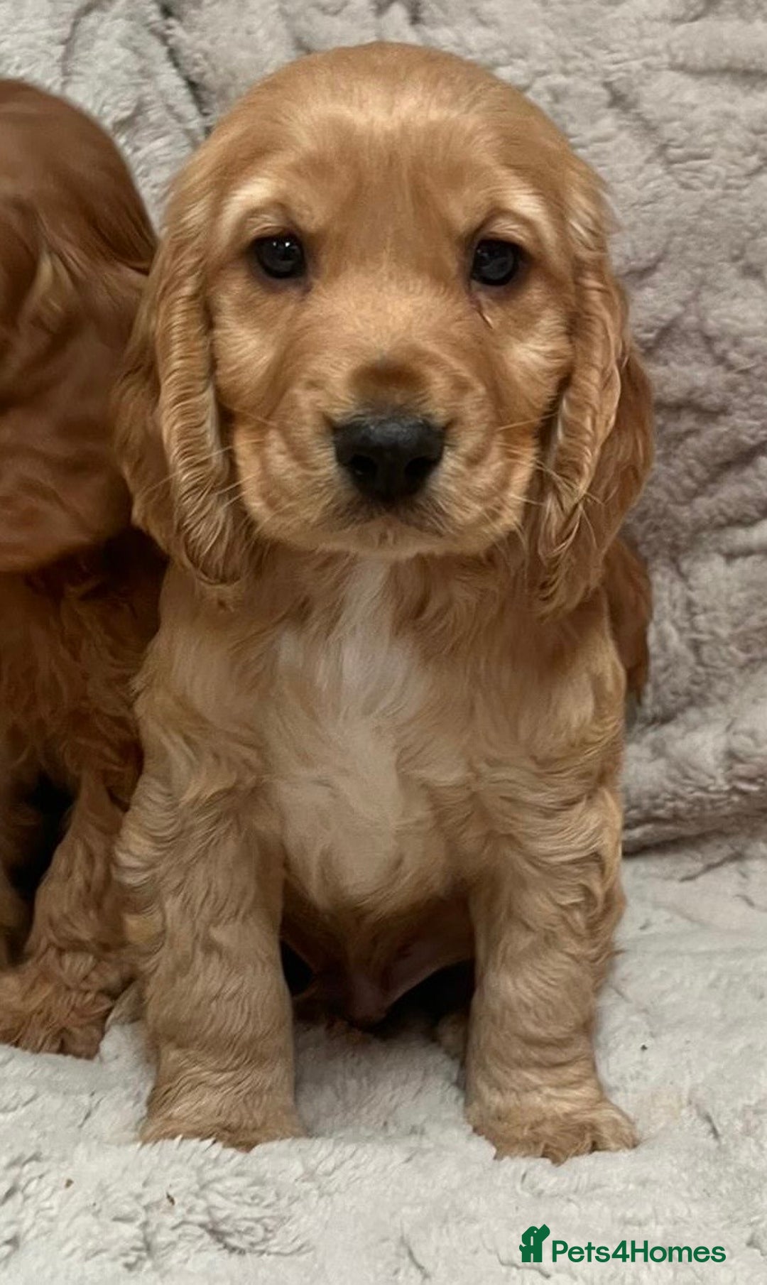 Cockapoo dogs for sale: Reluctant rehome of cockapoo pup  - Advert 3