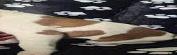 Boxer dogs for sale: Beautiful chunky boxer pups in Rotherham - Advert 15