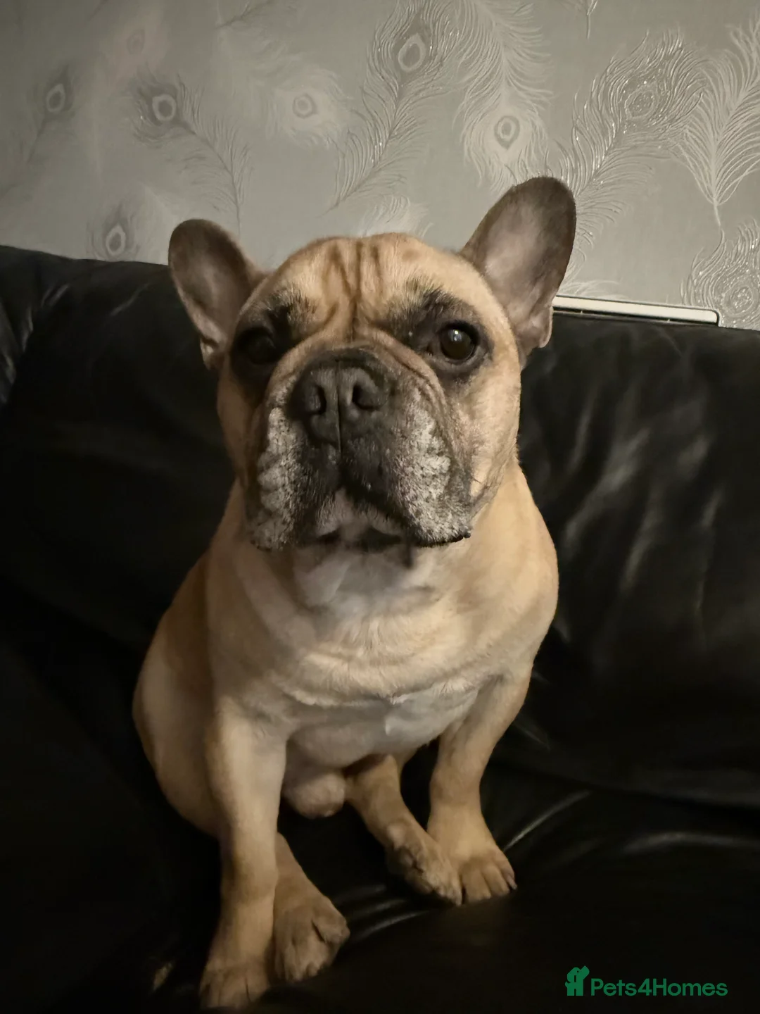 French Bulldog dogs for sale: Hugo 5 Year old French Bulldog - Advert 1