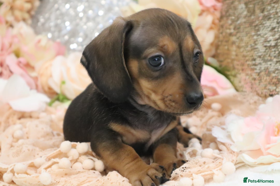 Miniature Dachshund dogs for sale: KC Registered Miniature Dachshund Puppies - Image 10