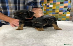Border Terrier dogs for sale: Beautiful border terrier pups for sale In Kent - Image 18