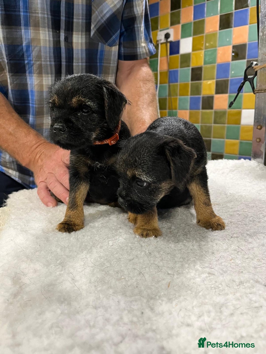 Border Terrier dogs for sale: Beautiful border terrier pups for sale In Kent - Image 18